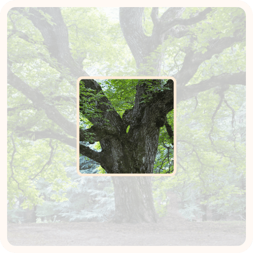 Image of a tree with a box in the middle that shows the tree clearly and a larger box around it that shows the rest of the tree unclearly, showing how perception shapes 